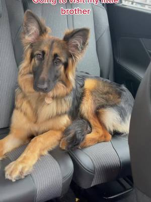 A post by @river_thegermanshepherd on TikTok caption: River meets zeus #puppy #CleanItScrunchItCoopIt #riverthegermanshepherd #cute #cutedog #puppiesoftiktok #fypシ