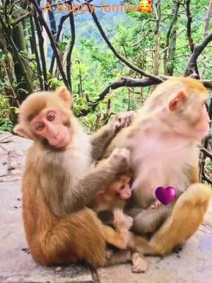 A post by @user5739123524987 on TikTok caption: #monkey #funny #fammily #animals #cute #loveyou