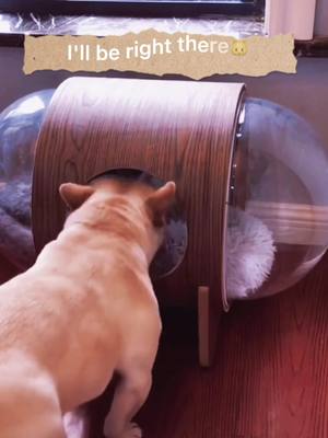 A post by @henrytok2 on TikTok caption: #greenscreenvideo #frenchbulldog #funnyvideo #ADayInMyLife #DontQuitYourDaydream #doggy #