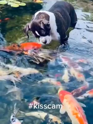 A post by @ferrillobutchart33 on TikTok caption: 🐶 💋 🐟 #kiss #dogmom#kissing#boxer#boxerdog#doggo#dog #koi#koifish#fish #boxerofticktock #fy#doglove #dogperson