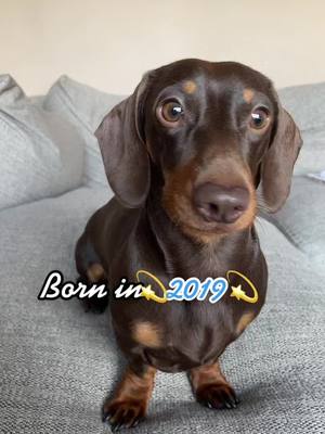 A post by @stanleydachshund1 on TikTok caption: Look at me now #dachshund #dachshundsoftiktok #dogsoftiktok #fyp #foryou #foryoupage