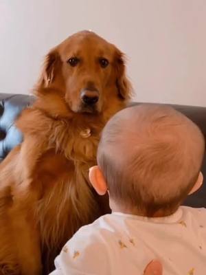 A post by @ferrillobutchart33 on TikTok caption: Bear refuses to have his sistertouch him.why??#goldenretriever #baby #dog #nope#sideeye#fypシ (credit:@michelle.pascarella)