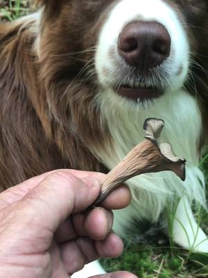 A post by @axldawonderdog on TikTok caption: Foraging and cooking black trumpet mushrooms #fypシ #foraging #mushrooms#cooking #survival #food #health #nature #medicinal #dogs #Outdoors #DIY #black