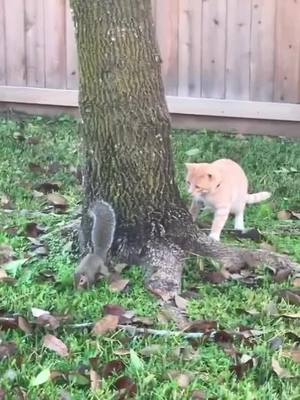 A post by @likenba on TikTok caption: After playing with the cat, the squirrel went down the tree to challenge the cat’s limit speed 🐈 🐿 #cat #squirrel #cute #foryou #foryoupage