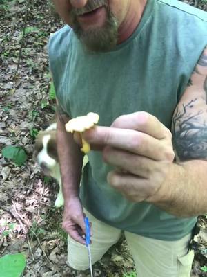 A post by @axldawonderdog on TikTok caption: Finding and identifying Chanterelle mushrooms #fypシ #foraging #chanterelles #mushroom #dog #healthy #vitamin #nature #woods #survival #tips #DIY #medi