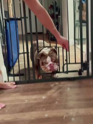 A post by @biggie_remi_bulldogs on TikTok caption: #englishbulldog #funnyvideo #viral #funnydog #cutedog #bulldog #frenchie #foryou #foryoupage #dog