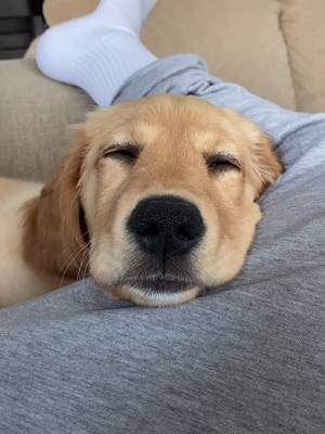 A post by @goldenretriever_chip on TikTok caption: Nap time #fyp #puppy #dog #goldenretrieverlife #goldenretriever #goldenretrieverpuppy