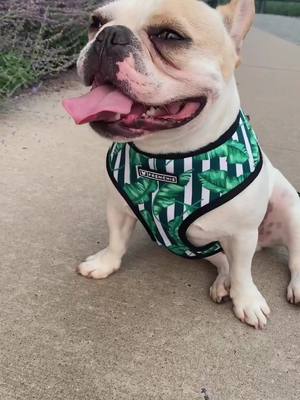 A post by @lazerthefrenchie on TikTok caption: Cabana Boy Vibes in my new @frenchie_bulldog harness. Thanks @frenchienamedmoses for the discount code! Use MOSNLEX10 for $ off!! #WelcomeBack