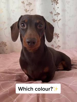 A post by @stanleydachshund1 on TikTok caption: Which one would you choose?💙💚💗💜 #dachshund #dachshundsoftiktok #dogsoftiktok #fyp #foryou #foryoupage