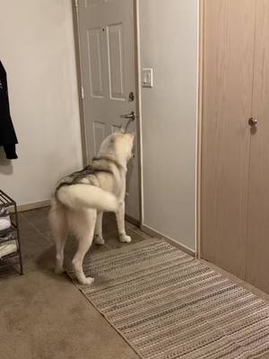 A post by @jinjin860123 on TikTok caption: When daddy comes home from a one week vacation. #Husky