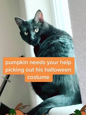 A post by @pumpkinoir on TikTok caption: spooky season is coming 🎃 #blackcat #catsoftiktok #halloween #costumeideas #fyp #fypシ