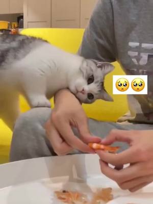 A post by @cutiediu on TikTok caption: I want to eat🤪#pets #animals #cutekitten #kittens #PetsOfTikTok #fyp #cats