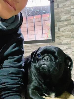 A post by @lacasadelospugos on TikTok caption: Bagueera 🥰🥰 #pug #lacasadelospugos