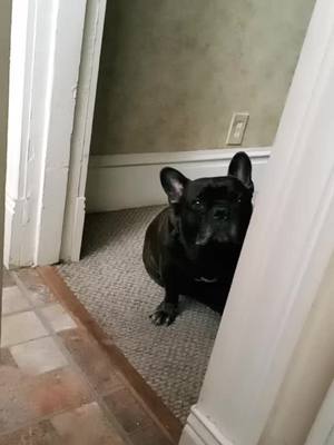 A post by @carrieann314 on TikTok caption: jingy the french bulldog named jingleheimer.