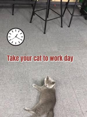 A post by @dhohoo_pets on TikTok caption: It was very busy at work today 😂 #dhohoo #catlover #catsoftiktok #petfunny #catbehavior #playwithme #hooman