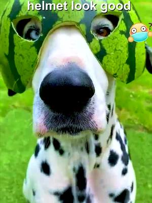 A post by @gggdddo on TikTok caption: #curiosity #fyo #foryou #animal #dog