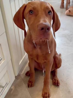 A post by @vizslahank on TikTok caption: Does your drool hang low? 🥺#puppylove #PetsOfTikTok #vizsla #vizslapuppy #cleanup #cuteness #foryourpage