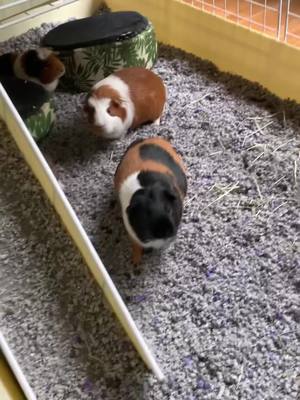 A post by @lifewithguineas on TikTok caption: guinea pig edition  #greenscreenvideo #greenscreen #guineapig #animals #pet