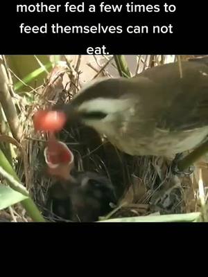 A post by @whaitwo on TikTok caption: Mother Bird, find a smaller food next time.#MakingTheCut #It #fyp #foryou #tiktok #JetPuffedSmourth