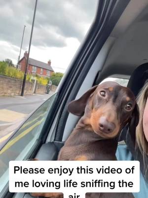 A post by @stanleydachshund1 on TikTok caption: Wait for the ears #dachshund #dachshundsoftiktok #dogsoftiktok #fyp #foryou #foryoupage