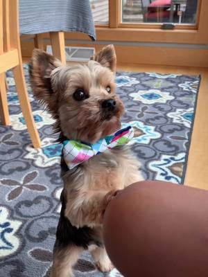 A post by @just.a.pup_bruno on TikTok caption: Serious conversations #yorkiesoftiktok #yorkiemom #yorkshireterrier #fypシ