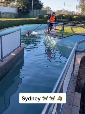 A post by @gouravbanwala9 on TikTok caption: Early morning swim…. #sydney #australia #horse #horses #international #student