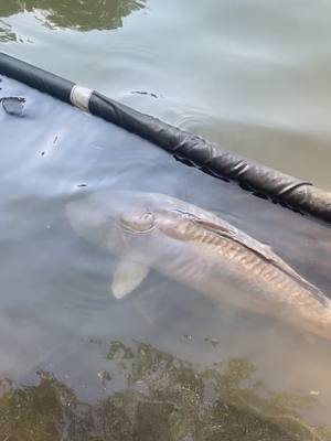 A post by @ghostgaming502 on TikTok caption: #fishing #fish #fishinglife #angling #carp #angler #anglers #korda #nash #fox #mainline #lake #trip