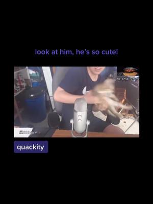 A post by @dsmp...clips on TikTok caption: (vc: @berry.quackity._ !) quackity & tiger:,) #quackity #mcyt #TeamofTomorrow #JetPuffedSmourth #Minecraft #quackityhq #dttiktok #streamer #tiger