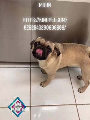 A post by @chentothepug on TikTok caption: Please vote for me take me to the moonhttps://kingpet.com/6282640290606868/