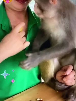 A post by @user5739123524987 on TikTok caption: #monkey #funny #animals #cute #pet