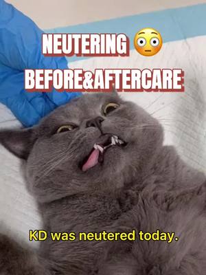 A post by @dhohoo_pets on TikTok caption: Neutering before and after care 🤪               #dhohoo #petfunny #babyboy #petbehavior #petcaretips #neutered