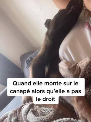 A post by @shiva_malinois on TikTok caption: Elle essaie de faire sa lèche botte😩 #malinoisdog #malinoispuppy #malinoisoftiktok #PetsOfTikTok #malinois #dogs