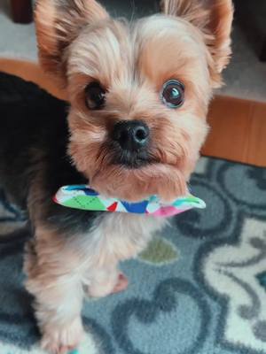 A post by @just.a.pup_bruno on TikTok caption: Go follow my Instagram in the bio #yorkiesoftiktok #fypシ #yorkshireterrier #yorkiemom