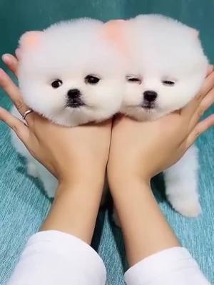 A post by @alovelydog4you on TikTok caption: cute?😿#fyp #foryoupage #dogsoftitok #cutepuppy #foryou #foryoupage❤️❤️ #funnyy