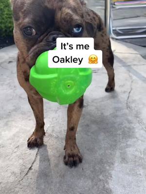 A post by @oakleythefrenchie on TikTok caption: Hey guys I’m back! 🥰🐶 #foryourpage #fypシ #frenchiesoftiktok #cute #Love