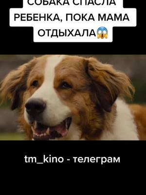 A post by @tm_kino on TikTok caption: 🎬ФИЛЬМ В НАШЕМ ТЕЛЕГРАМЕ - @tm_kino #трейлер #kino #movie #драма #ФИЛЬМЫ2021 #смотретьфильм #вреки #киношка #прикол #fyr #on #новое #film #fup