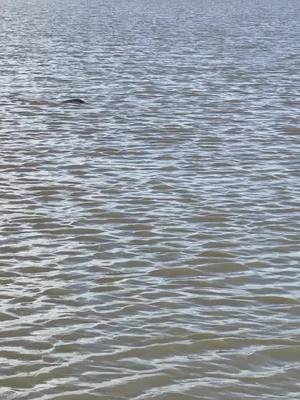 A post by @frigatebirdfishing on TikTok caption: Here he comes 👀👀👀 #redfish #flyfishing