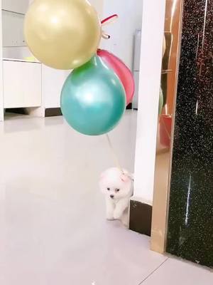 A post by @bcfqh on TikTok caption: Like me, just like me and follow me 💕💕💕#dog #puppy #cute #lovely ##dog