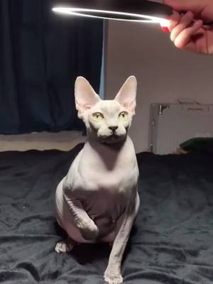 A post by @ninjacatkungfu on TikTok caption: #cool #cat 😏