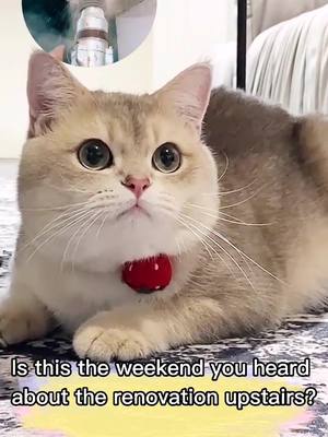 A post by @anglxllily on TikTok caption: Like you?  a bad mood when heard the decoration upstairs on the weekend👿#weekendvibes #foryou #cat