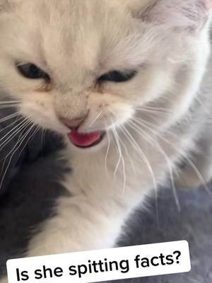 A post by @british_shorthairs on TikTok caption: She always is talking #britshshorthair #cats