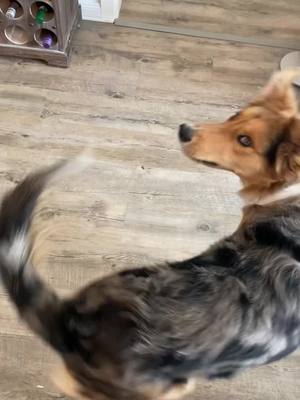 A post by @nele_australianshepherd on TikTok