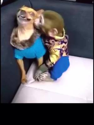 A post by @monkeyhaohai on TikTok caption: #Monkey#monkeys#catstagramies  ##Love#cute #of #pet #catlover #kitty #kitten #pets #animals #animal #meow #bhfyp