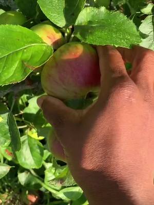 A post by @abis_fusion on TikTok caption: #applepicking #foodtiktok #foddie #plantbasedrecipes #healthyrecipes #vegantiktok #organicfoods #foodlovers #summervibes #Summer #apples