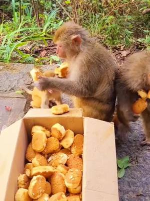 A post by @westriptimia45 on TikTok caption: Monkeys eat bread #monkeybaby #monkeyboy #bread #lunchtime