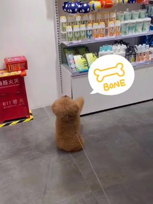 A post by @petplayground on TikTok caption: #pet #dog #foryou #fpy #foryoupage #funnydog 😂