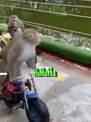 A post by @monkeyhaohai on TikTok caption: ##monkey#monkeys#catstagram_japan  ##Love#cute #of #pet #catlover #kitty #kitten #pets #animals #animal #meow #bhfyp