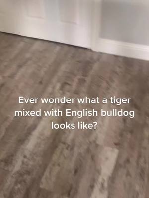 A post by @_envymandm on TikTok caption: #thisiswhatitlooklike #englishbulldog #tiger