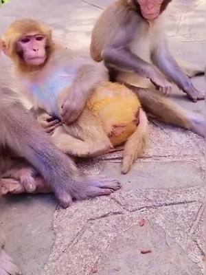 A post by @monkeyhaohai on TikTok caption: ##monkey#monkeys#catstagram  ##Love#cute #of #pet #catlover #kitty #kitten #pets #animals #animal #meow #bhfyp