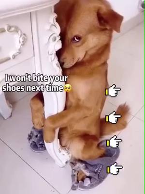 A post by @dogbop0 on TikTok caption: #dog #pet #cat #cute